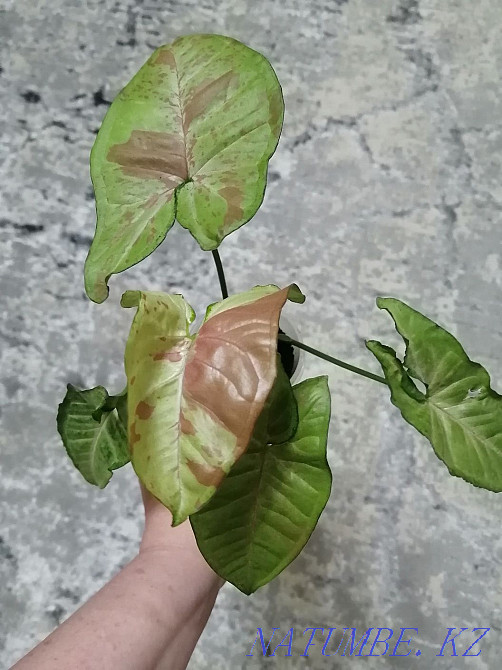 Sell syngonium confetti Kostanay - photo 1