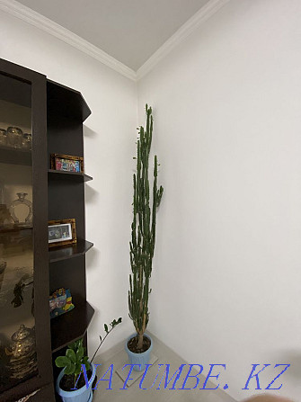 Indoor plant spurge triangular (trihedral) / cactus Almaty - photo 1