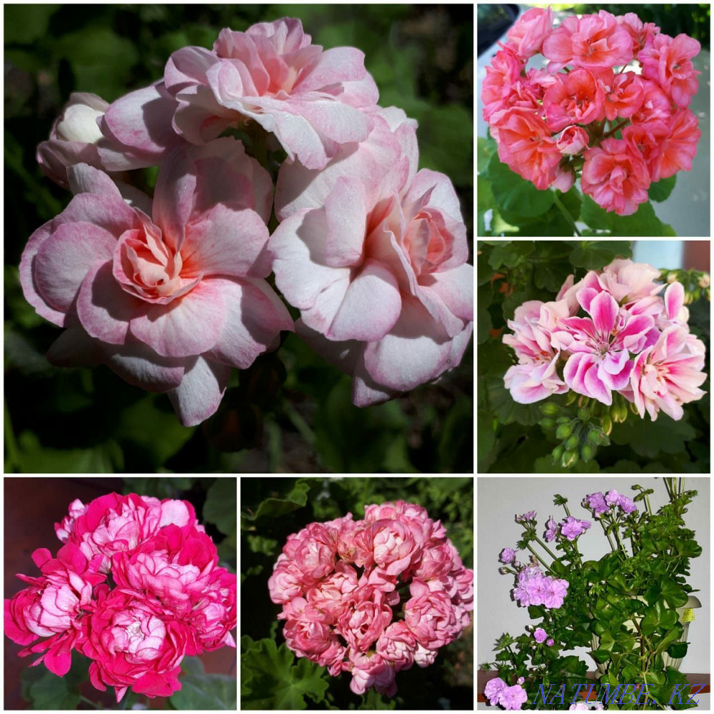 Varietal pelargoniums Karagandy - photo 1