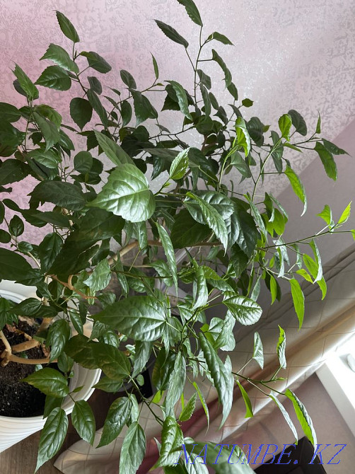 Chinese rose Almaty - photo 2