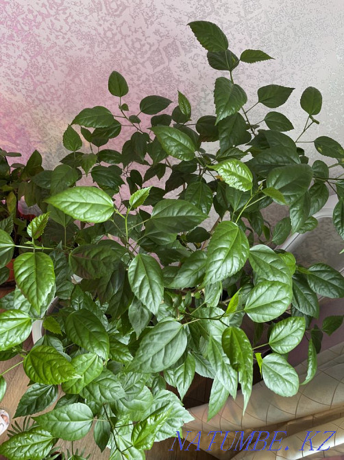 Chinese rose Almaty - photo 4