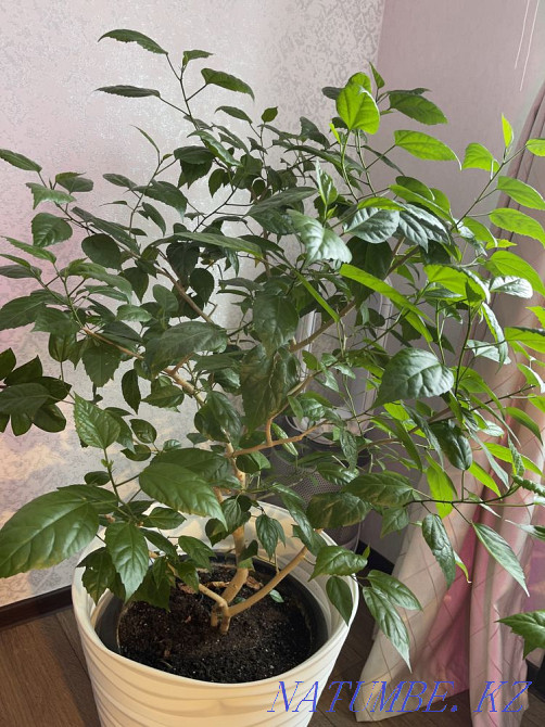 Chinese rose Almaty - photo 1