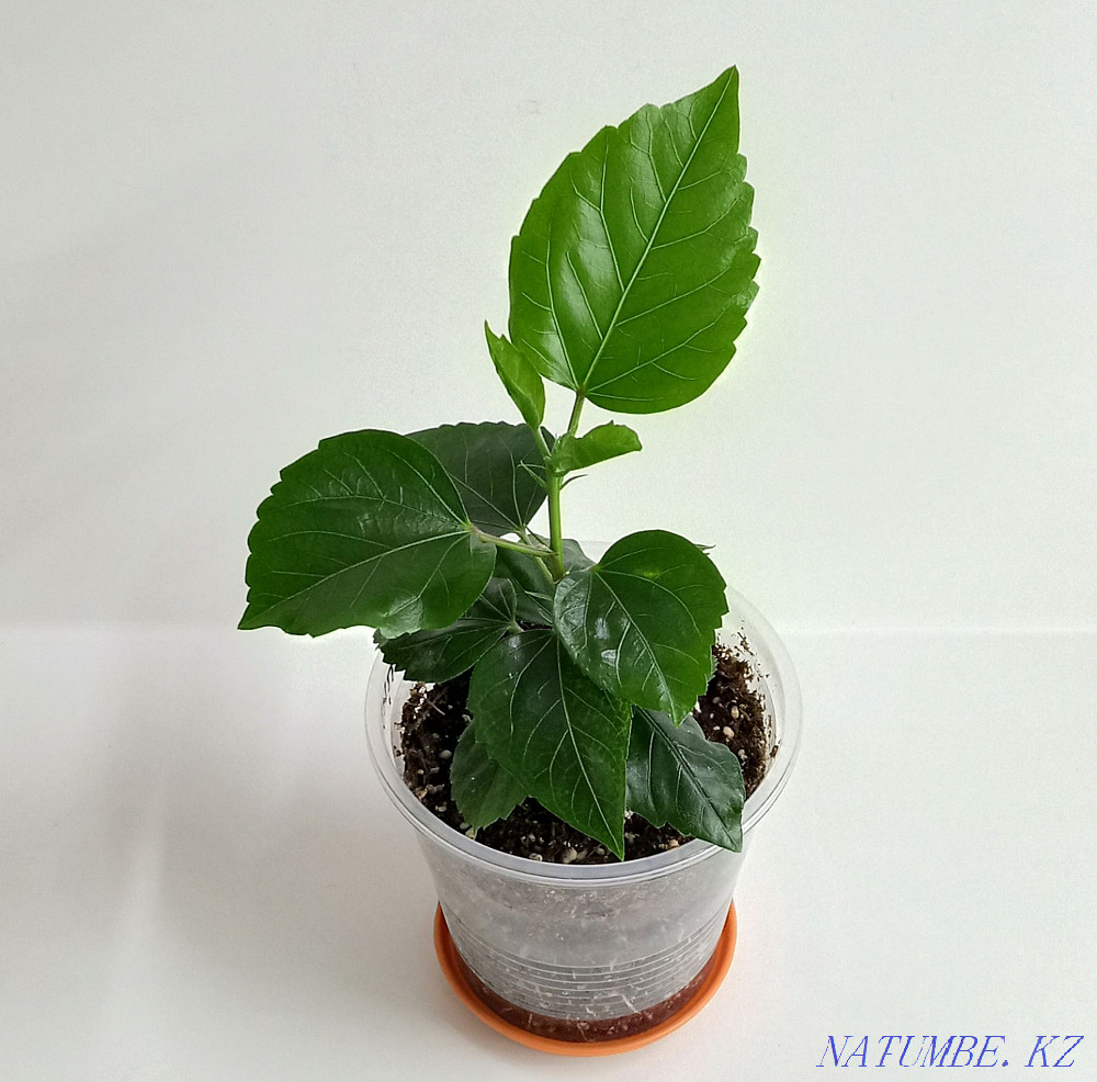 I will sell Hibiscus red, terry and simple. Ust-Kamenogorsk - photo 3