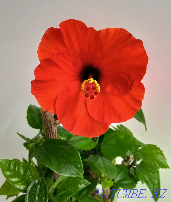 I will sell Hibiscus red, terry and simple. Ust-Kamenogorsk - photo 1