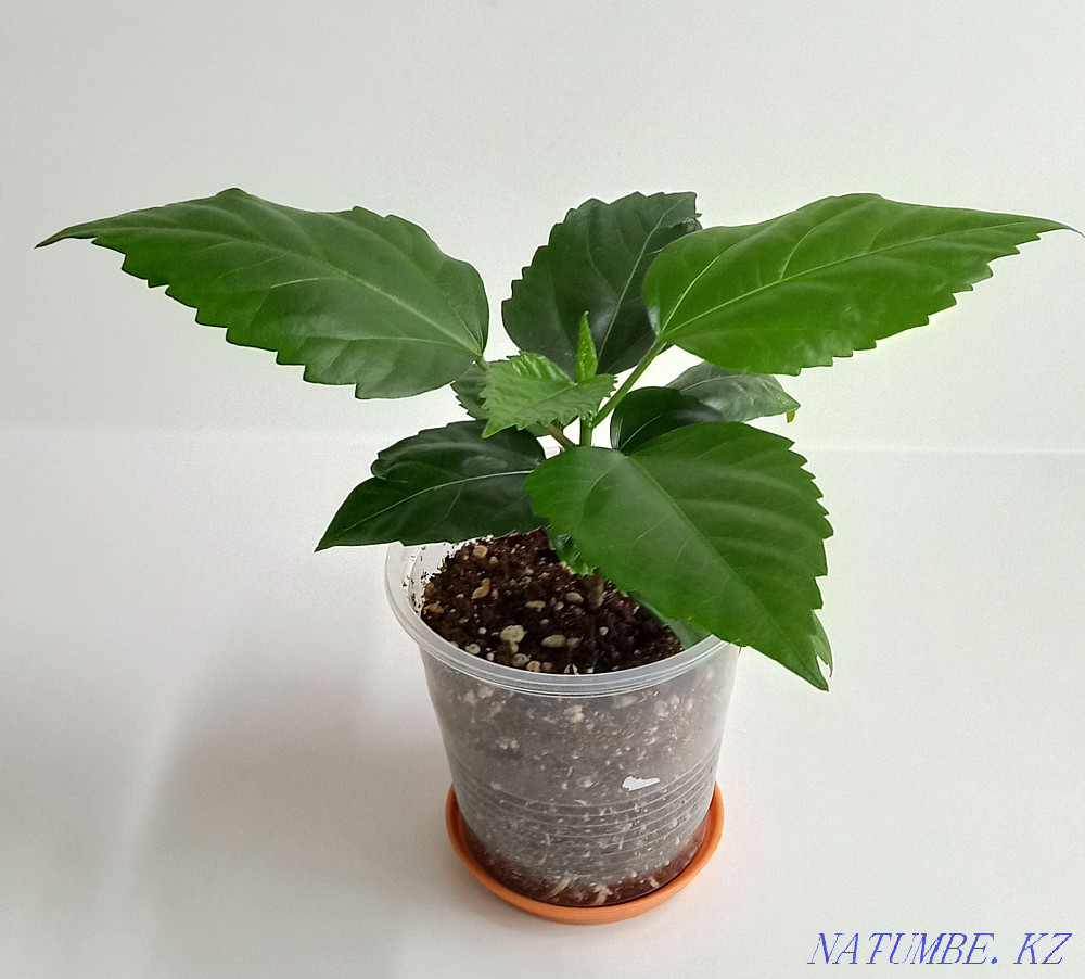 I will sell Hibiscus red, terry and simple. Ust-Kamenogorsk - photo 4