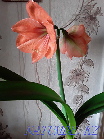 Sell indoor flower Hippeastrum. Astana - photo 3