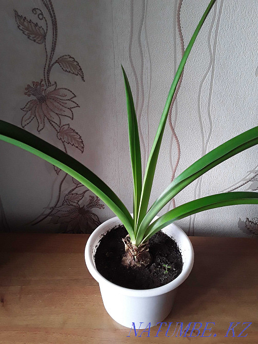 Sell indoor flower Hippeastrum. Astana - photo 2