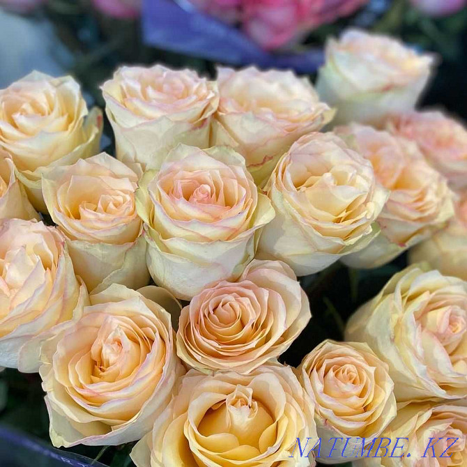 Розы Тюльпаны Евро букеты 101 Роза Доставка Цветов по Астане 10 Астана - изображение 5