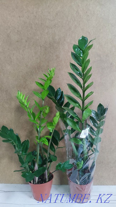 Dollar tree two kinds Almaty - photo 1