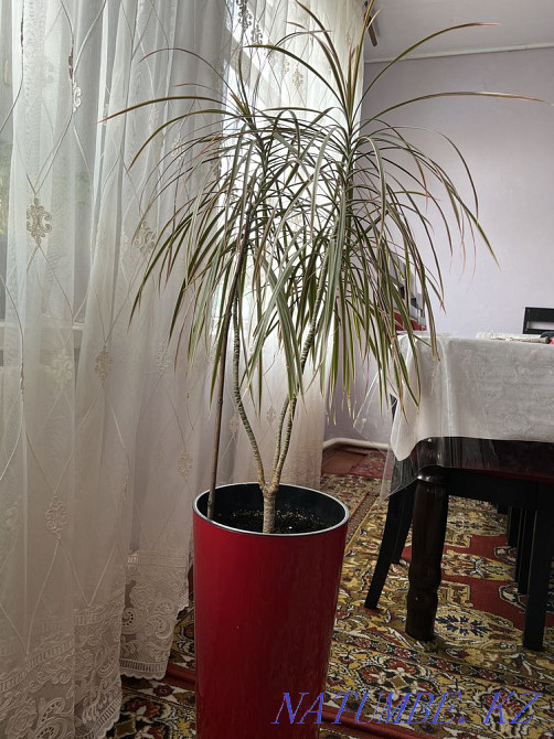 Продам дроцену Алматы - изображение 1