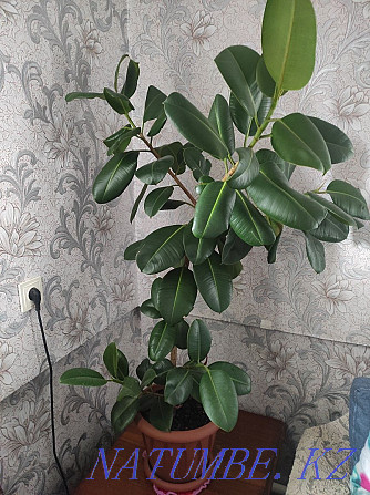 Ficus Maclome indoor Almaty - photo 1