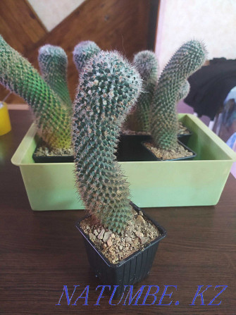 Sell mammillaria cacti Ust-Kamenogorsk - photo 4