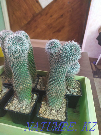 Mamillaria кактусын сатыңыз  Өскемен - изображение 5