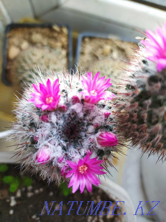 Sell mammillaria cacti Ust-Kamenogorsk - photo 1