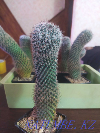 Mamillaria кактусын сатыңыз  Өскемен - изображение 3