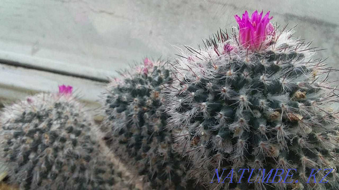 Mamillaria кактусын сатыңыз  Өскемен - изображение 2