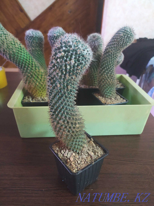 Sell mammillaria cacti Ust-Kamenogorsk - photo 4