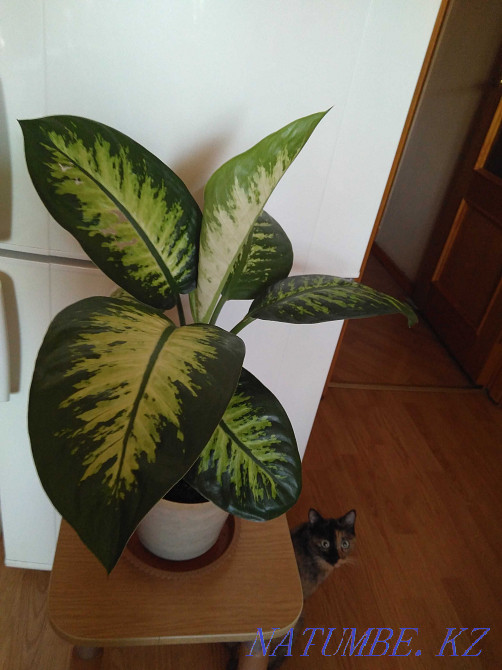 Dieffenbachia, a large large-leaved plant. Almaty - photo 6