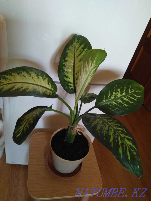 Dieffenbachia, a large large-leaved plant. Almaty - photo 5