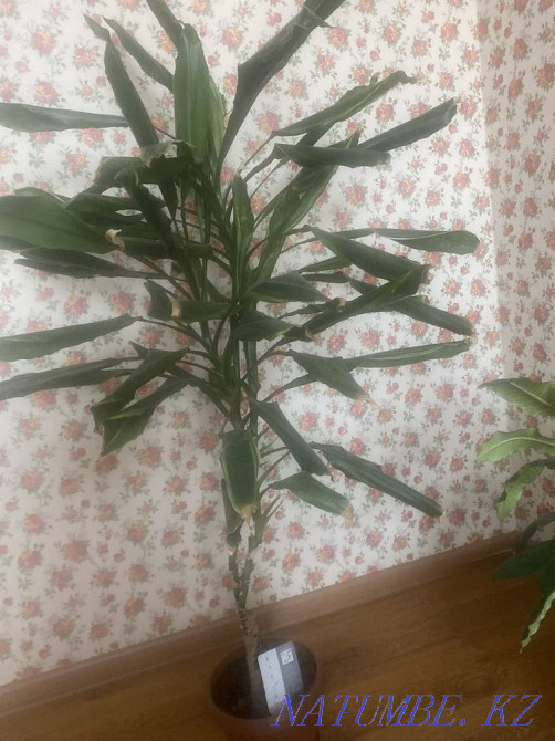 Прдам цветы в горшках Астана - изображение 5