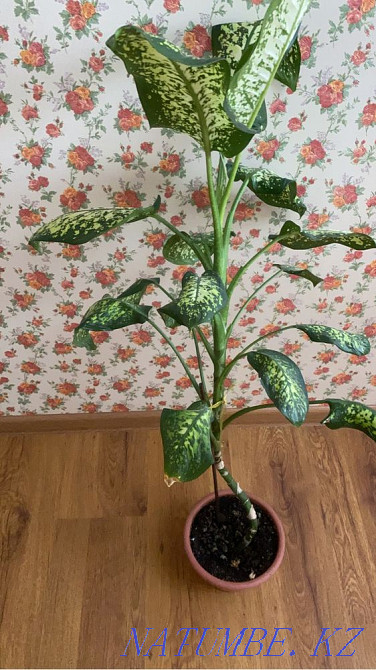 Прдам цветы в горшках Астана - изображение 7