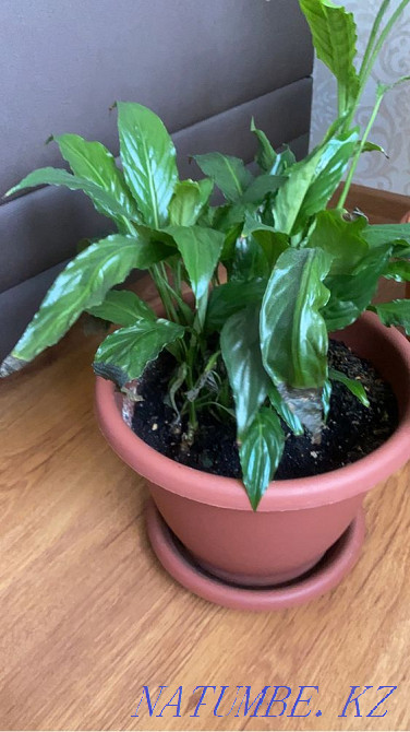 Прдам цветы в горшках Астана - изображение 4