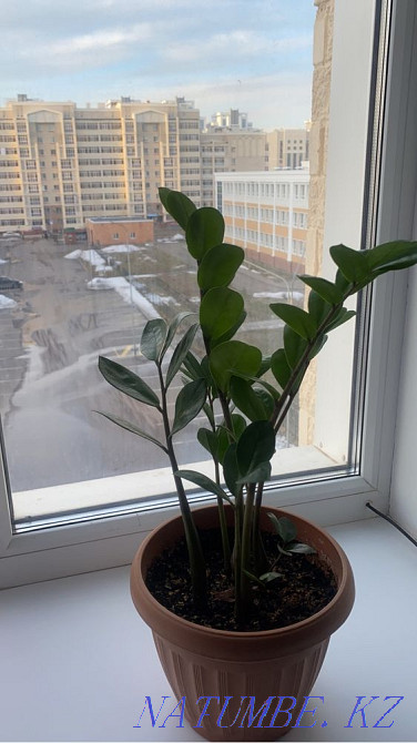 Прдам цветы в горшках Астана - изображение 2