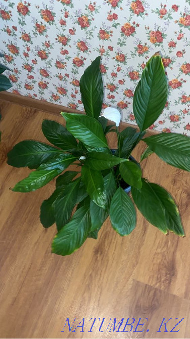 Прдам цветы в горшках Астана - изображение 6