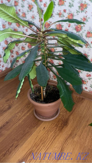 Прдам цветы в горшках Астана - изображение 8