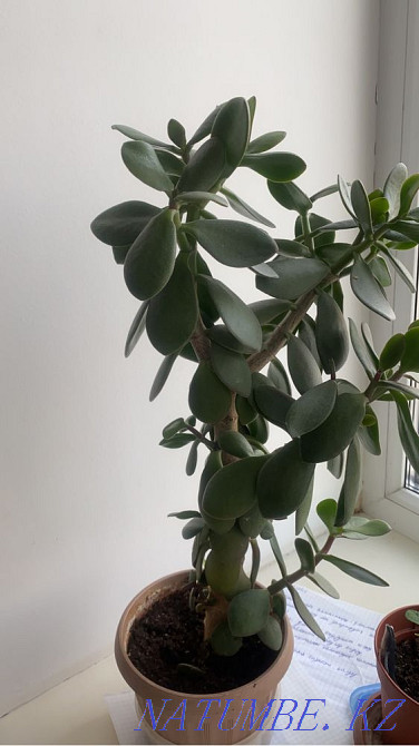 Прдам цветы в горшках Астана - изображение 1