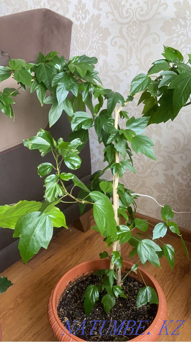 Прдам цветы в горшках Астана - изображение 3