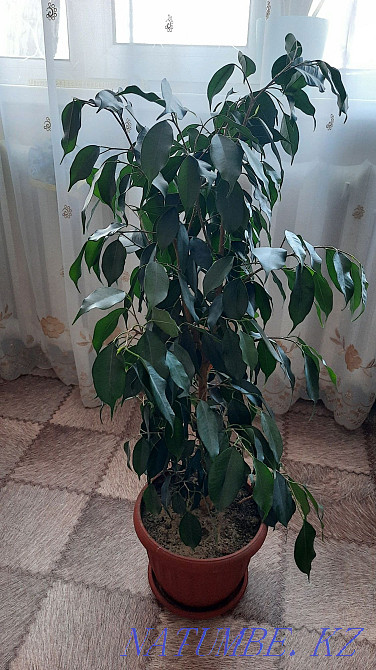 Жабық гүлдер сатыңыз  отбасы  - изображение 2