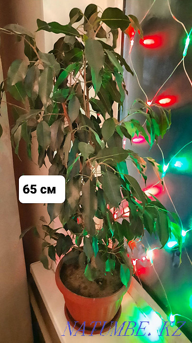 Жабық гүлдер сатыңыз  отбасы  - изображение 1