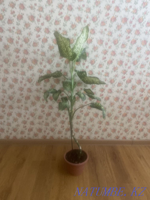 Sell indoor flowers Astana - photo 4