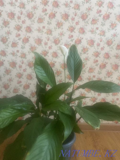 Sell indoor flowers Astana - photo 2