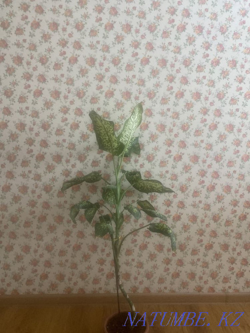 Sell indoor flowers Astana - photo 3