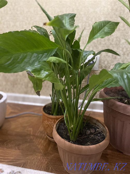 Sell indoor flowers Astana - photo 6