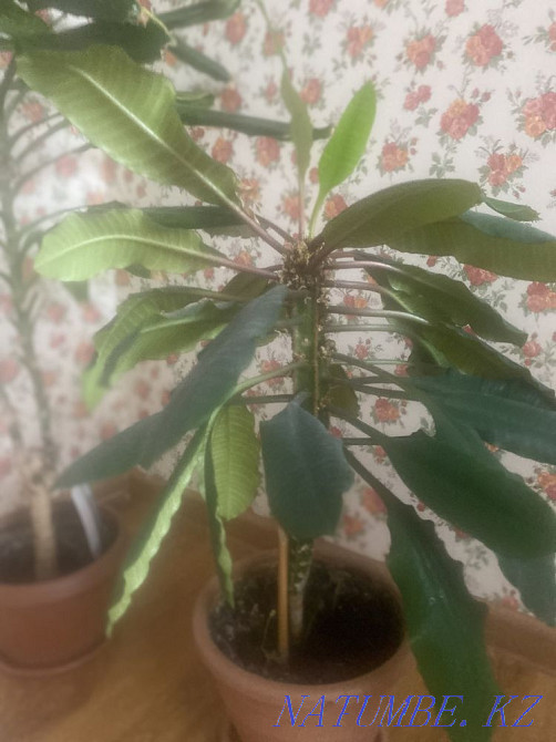 Sell indoor flowers Astana - photo 1