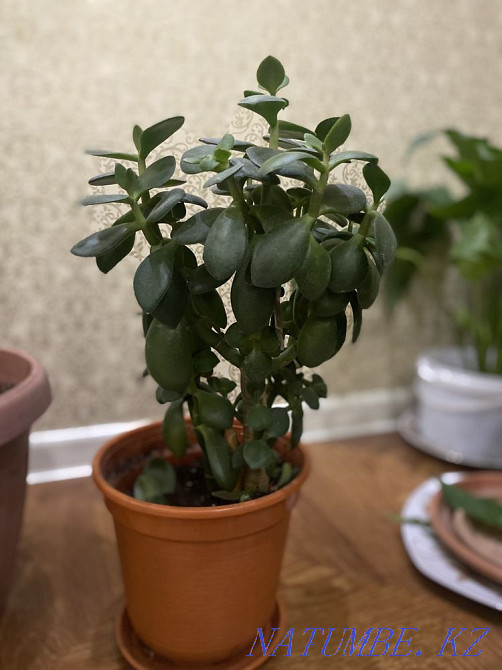 Sell indoor flowers Astana - photo 5