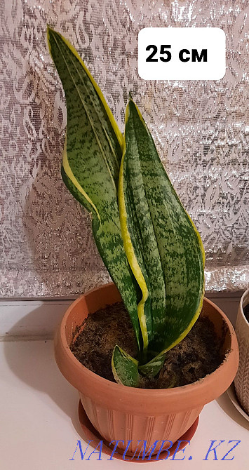 Жабық гүлдер сатыңыз  отбасы  - изображение 3