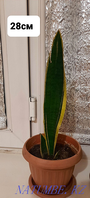 Жабық гүлдер сатыңыз  отбасы  - изображение 2