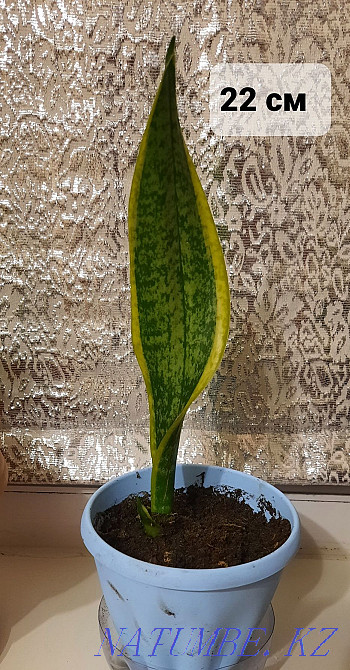 Жабық гүлдер сатыңыз  отбасы  - изображение 1