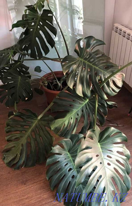 Exchange of a chic Pandanus palm tree Almaty - photo 5