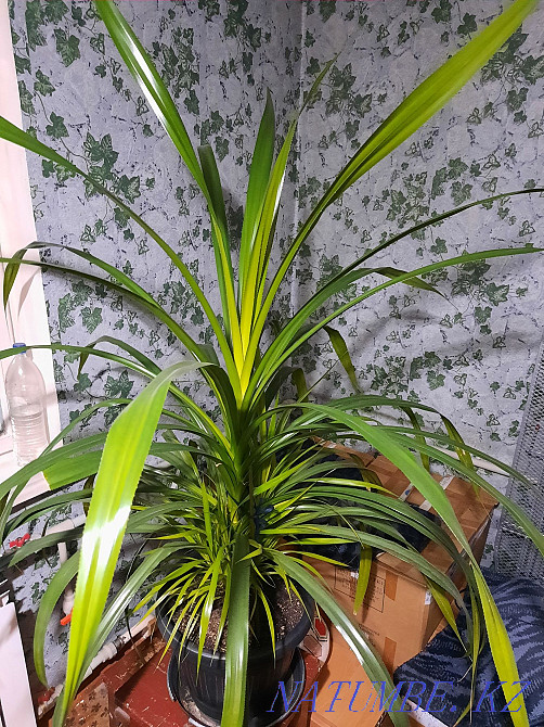 Exchange of a chic Pandanus palm tree Almaty - photo 2