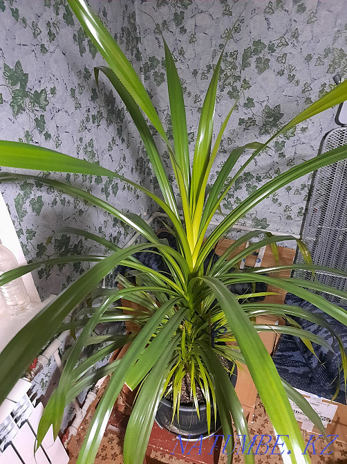 Exchange of a chic Pandanus palm tree Almaty - photo 1