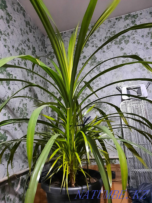 Exchange of a chic Pandanus palm tree Almaty - photo 3