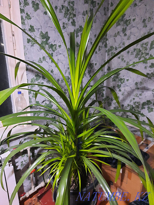 Exchange of a chic Pandanus palm tree Almaty - photo 4
