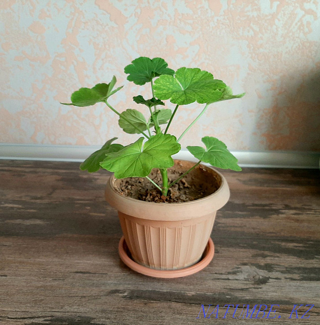 Продам комнатные цветы в горшках  - изображение 2