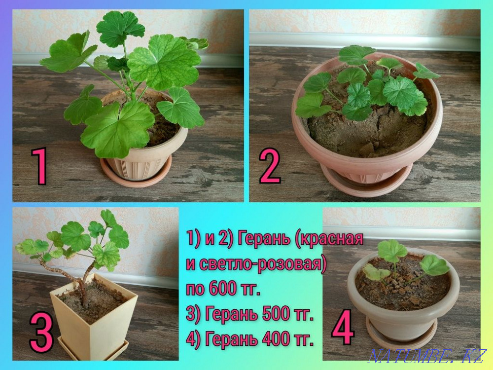 Продам комнатные цветы в горшках  - изображение 1