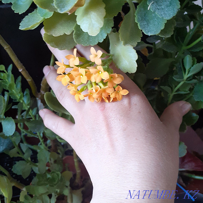 Home flower. Kalanchoe yellow. Shahtinsk - photo 1